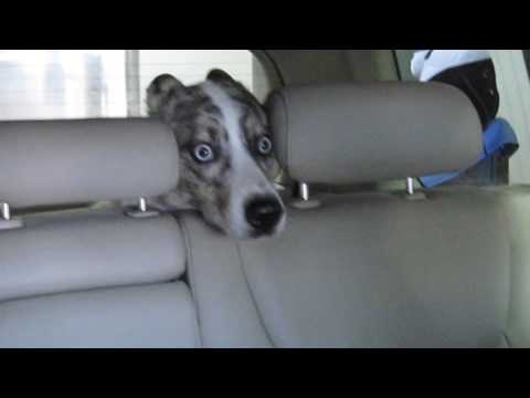 Τι μπορεί να φοβάται αυτό το σκυλί στο αμάξι?