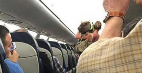 Φέρθηκε σα γουρούνι Πέταξαν κακήν – κακώς χοίρο έξω από πτήση της American Airlines