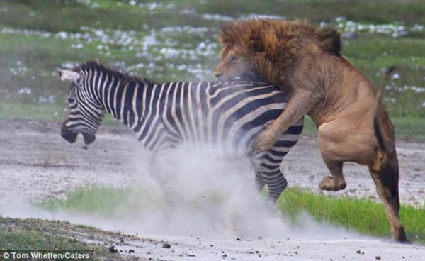 Lion vs Zebra … who will win?