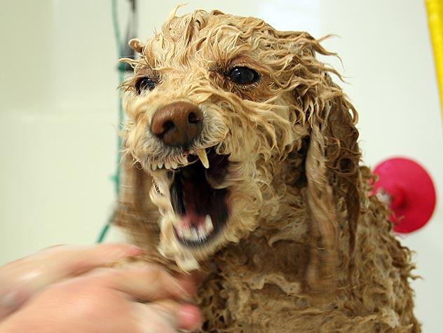 Όταν οι σκύλοι σου λένε…. πόσο μισούν το μπάνιο! (videos)