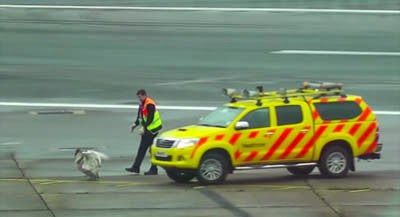 Ένας κύκνος προκάλεσε πανικό στο αεροδρόμιο του Χίθροου