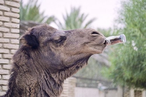 Η Coca Cola πάει κυριολεκτικά…μ’όλα!