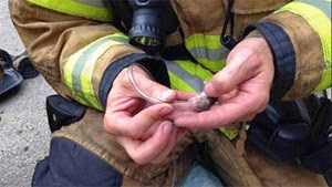 Πυροσβέστες έσωσαν χαμστεράκια από φωτιά