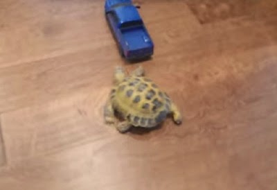 Η χελώνα κυνηγάει… φορτηγό