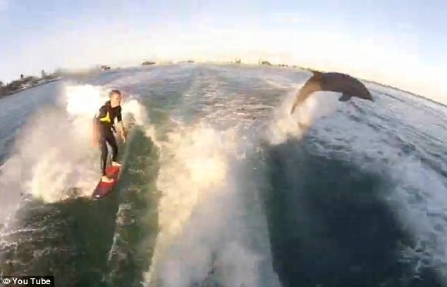 Για δείτε έμαθαν και τα δελφίνια surfing!