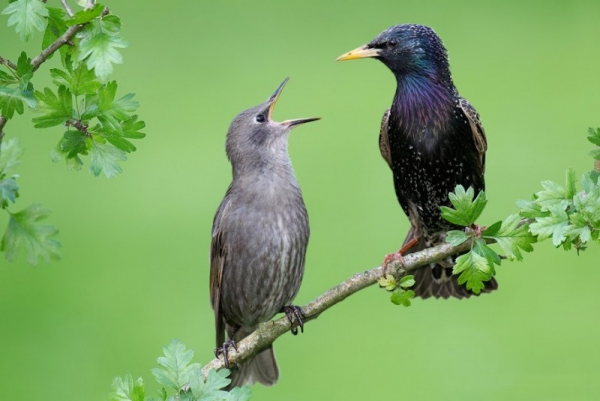 Εξαφανίζονται τα πιο κοινά πουλιά της Ευρώπης – Χάθηκαν 421 εκατ στα τελευταία 30 χρόνια