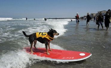 Surfing… only for dogs!