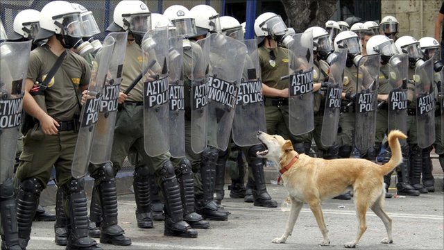 Ο σκύλος που βρίσκεται πάντα πρώτος στις φασαρίες!