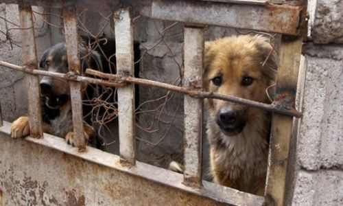 Θανατώνουν αδέσποτα ενόψει Ολυμπιακών Αγώνων