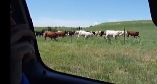 Απίστευτος τύπος δίνει οδηγίες στις αγελάδες από το… αμάξι του!