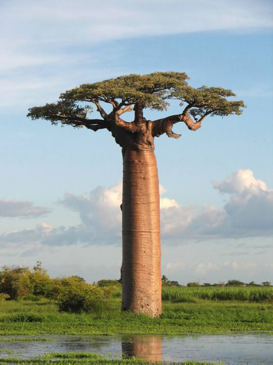Baobab, τα «ανάποδα δέντρα»