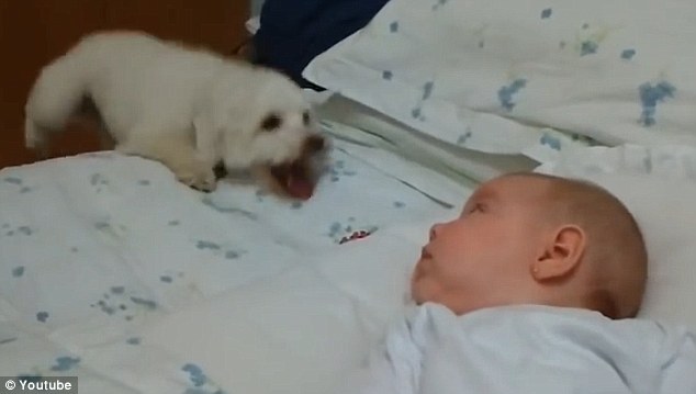 Α-Π-Ι-Σ-Τ-Ε-Υ-Τ-Ο: Κουτάβι ενθουσιάζεται με νεογέννητο (video)!