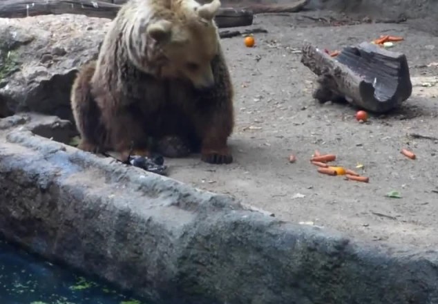 Αρκούδα σε ρόλο… ναυαγοσώστη σε ζωολογικό κήπο! (video)