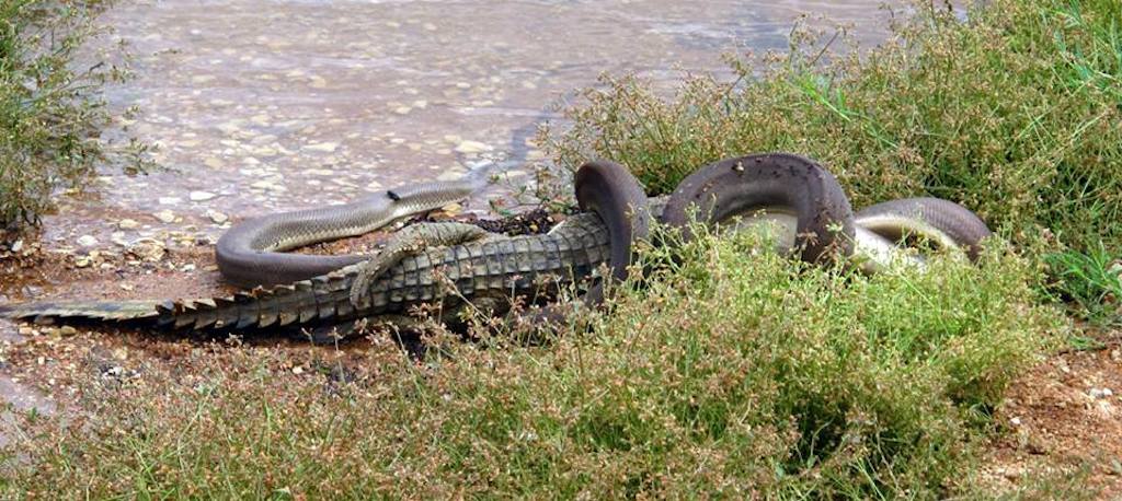 Snakes are longer. Анаконда против питона змеиная битва 18. Оливковый питон. Крокодил разорвал живот питону. Крокодил порвал анаконду фото.
