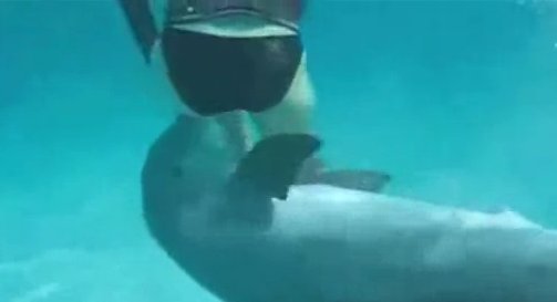Σεξουαλική παρενόχληση από δελφίνι! Πιστέψτε το!!