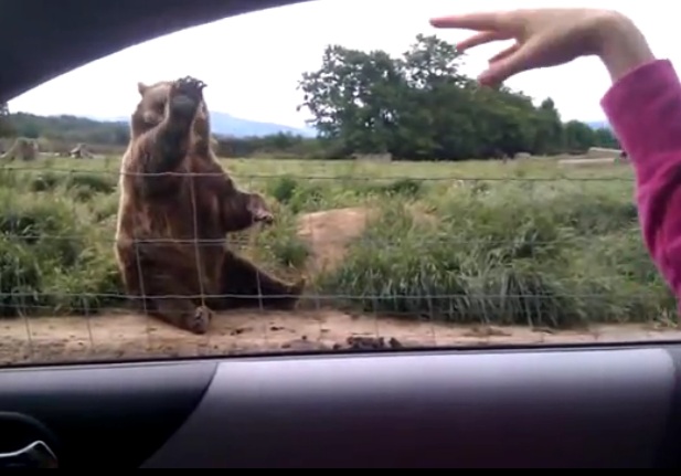 What a polite bear!!!