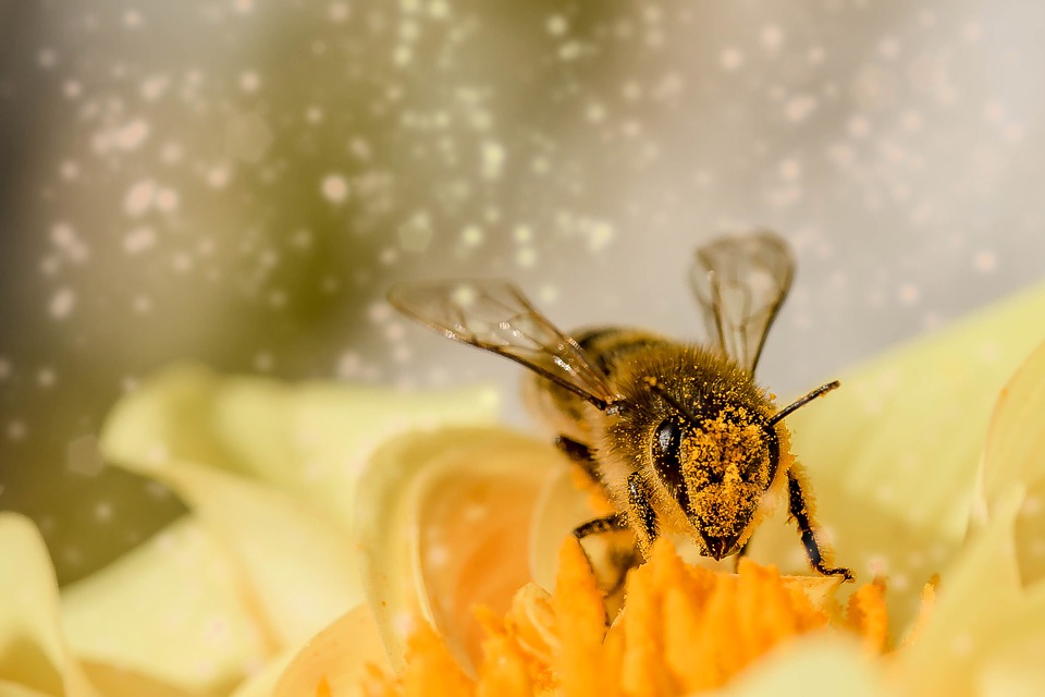 Οι μέλισσες μπορούν να καταλάβουν την έννοια του μηδενός!