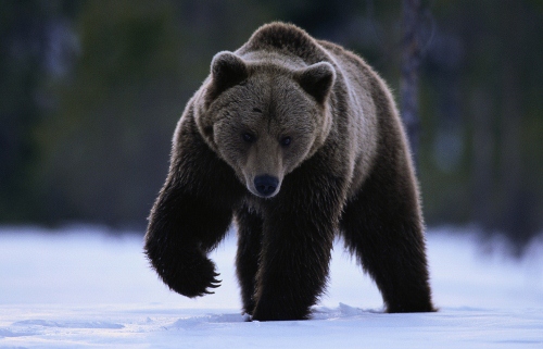 Αρκούδα επιτίθεται σε γυναίκα με σφαλιάρες!