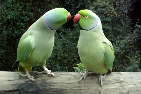 Αυτοί οι παπαγάλοι έχουν απίστευτη πλάκα όπως μιλάνε!
