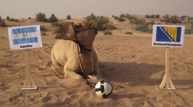 Argentina vs Bosnia: The camel’s World Cup prediction of the day is… [vid]