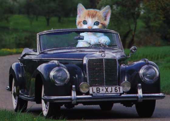 Τι θα κάνατε αν έμπαινε μία γάτα στο αυτοκίνητό σας;
