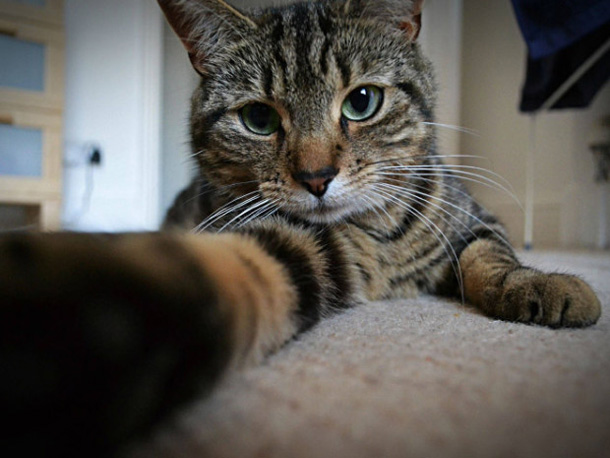 Και οι γάτες θέλουν τις… selfies τους! (photos)
