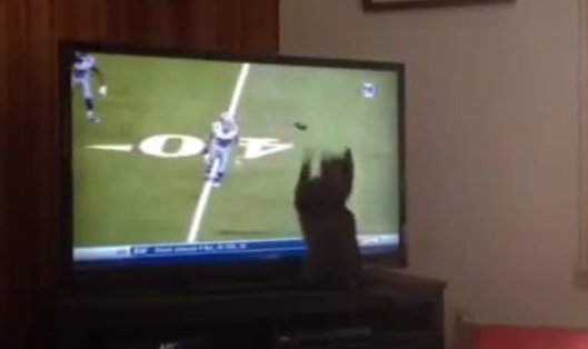 Η στιγμή που μία γάτα κυνηγάει τη μπάλα που βλέπει στην τηλεόραση!