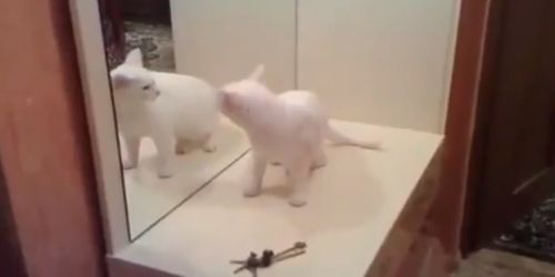 Cat fighting with herself! (VIDEO)