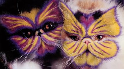 Colorful cats you’ve probably never seen before…