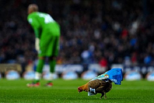 Funny…Chickens of River Plate!