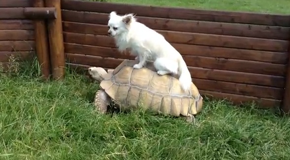 Σκύλος καβαλάει μια… χελώνα!