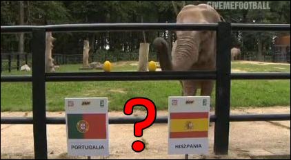 Citta the elephant predicts the winner of the semi final Portugal-Spain!