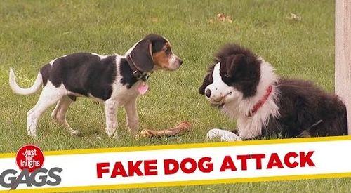 Ψεύτικο σκυλί επιτίθεται σε πραγματικό [vid]