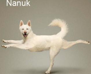 Dog’s yoga style! Funny pictures…
