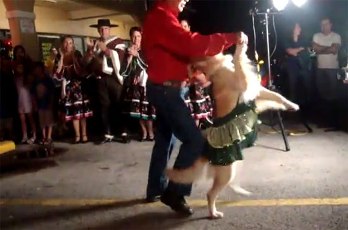 Απίστευτο!!! Σκύλος χορεύει latin…