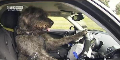 Αστυνομικοί εκπαιδεύουν σκυλιά στην οδήγηση!