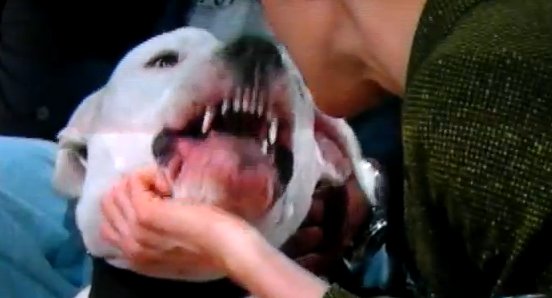 TV presenter gets bite by a dog on camera!