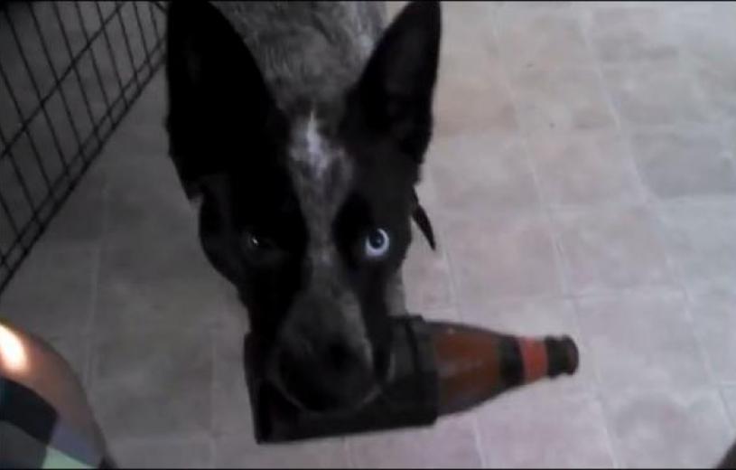 Σκύλος ανοίγει το ψυγείο και φέρνει μπύρα στο αφεντικό του! (βίντεο)