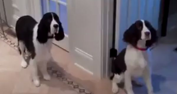 Σκυλιά χορεύουν την ώρα του φαγητού