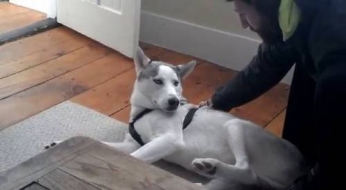 Σαρώνει το βίντεο με τον σκύλο που λέει «όχι»