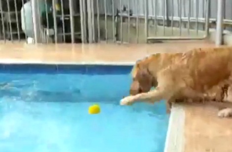 Ο σκύλος που προσπαθεί να πιάσει το μπαλάκι από τη πισίνα! Θα τα καταφέρει;