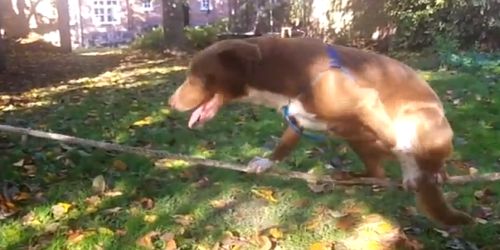 The dog acrobat! (VIDEO)