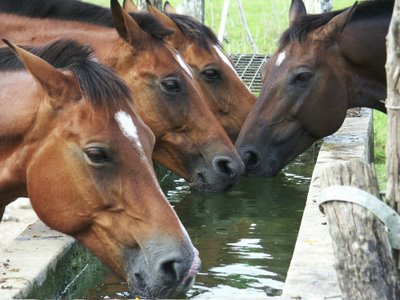 Fighting between horses … have you see something like that???