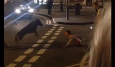 Σοκαριστικό βίντεο με σκύλο της αστυνομίας να αρπάζει από το λαιμό πολίτη!