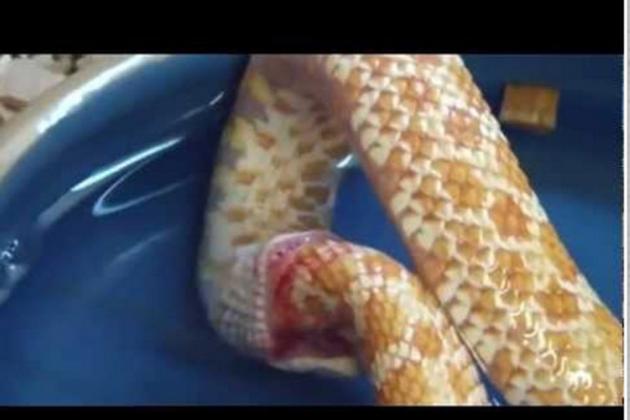 Φίδι αυτοκτόνησε! (αντέχετε να δείτε το βίντεο;)