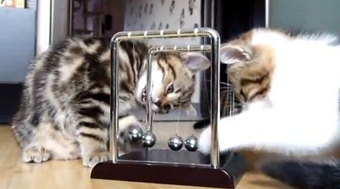 Kittens learn physics… How funny!