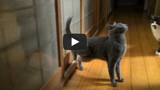 Τι κάνει μια γάτα όταν θέλει να μπει κάπου; Χτυπάει τη πόρτα…