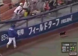 A dark cat interrupts a baseball game!