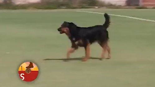 Even the dog scores! (video)