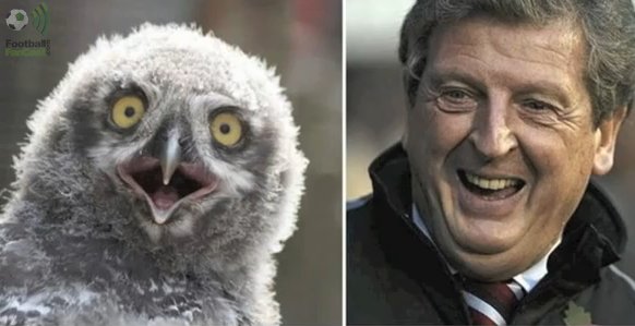 VIDEO: Owls that look like Roy Hodgson!